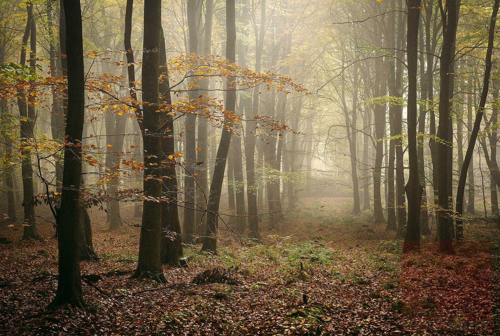 Wallpapers fog in the forest trees landscapes on the desktop