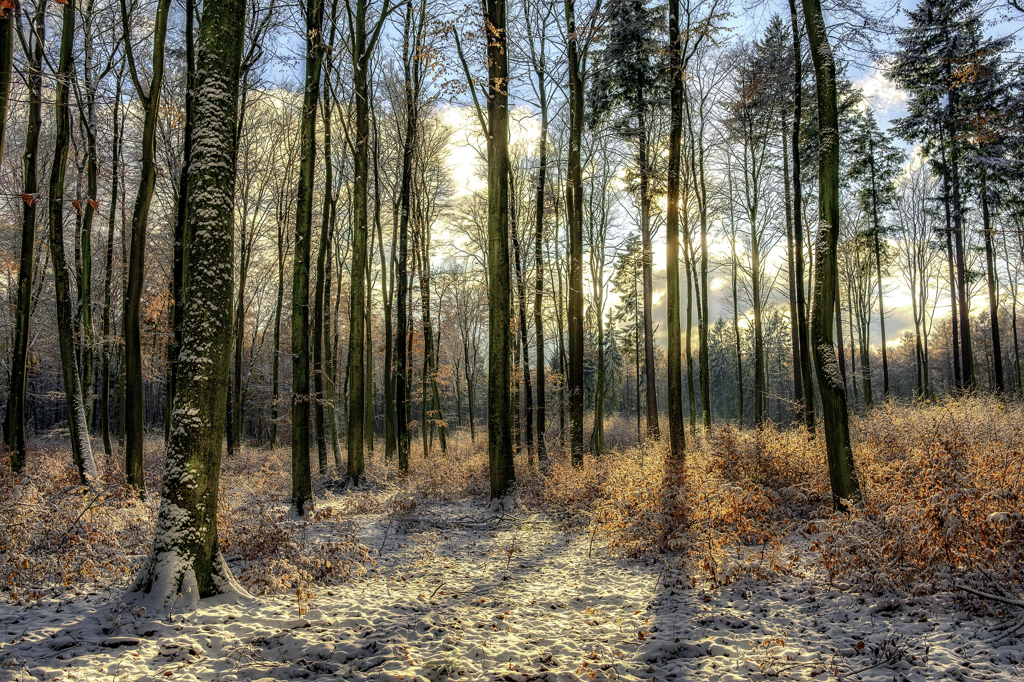 Фото бесплатно осень, зима, лес