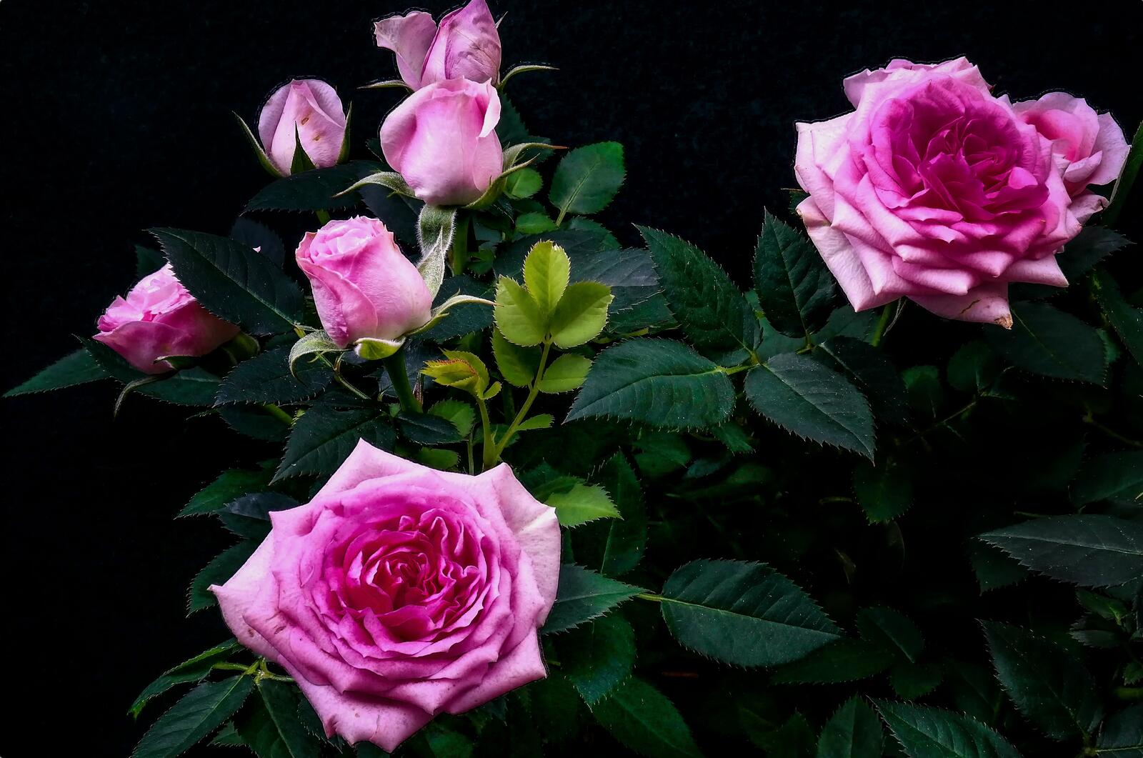 Обои розы цветы ветка на рабочий стол
