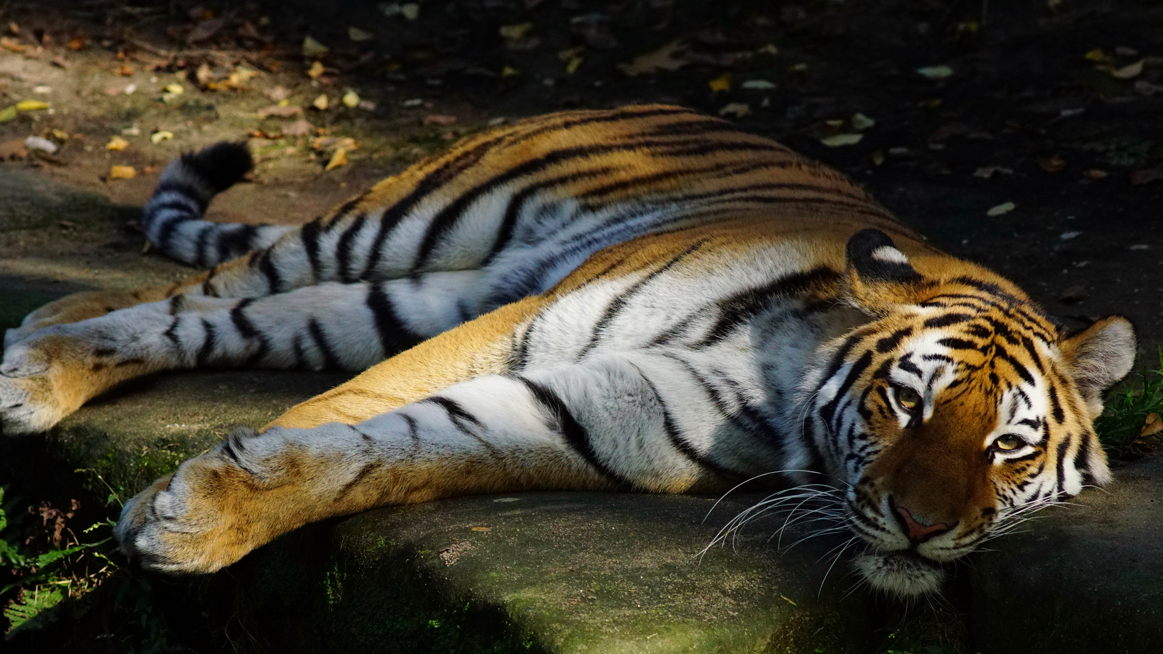 Бесплатное фото Красавец-тигр лежит на камне