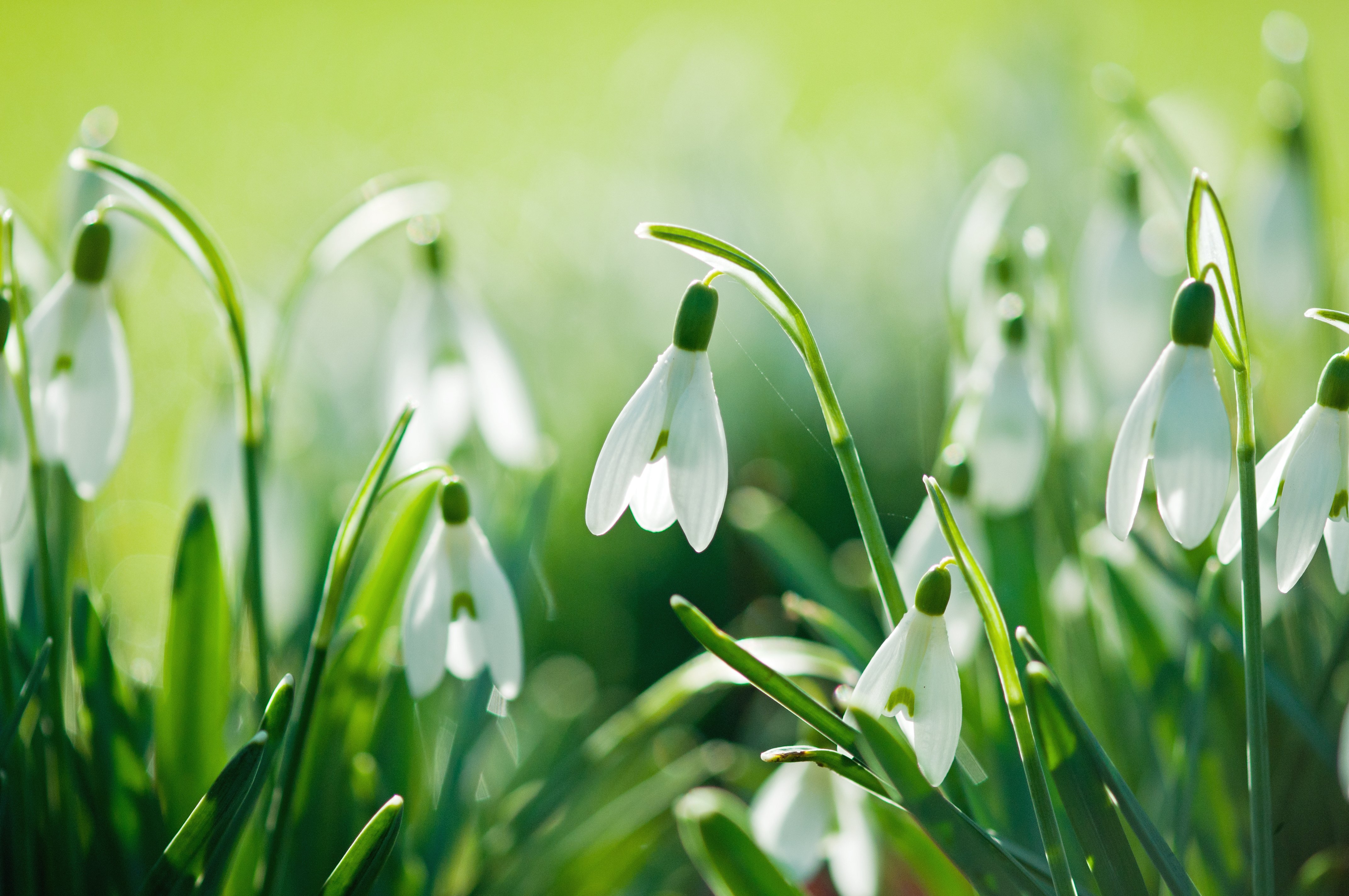 Free photo Snowdrops in sunny weather