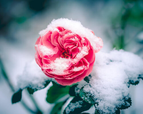 The branch of roses in the snow