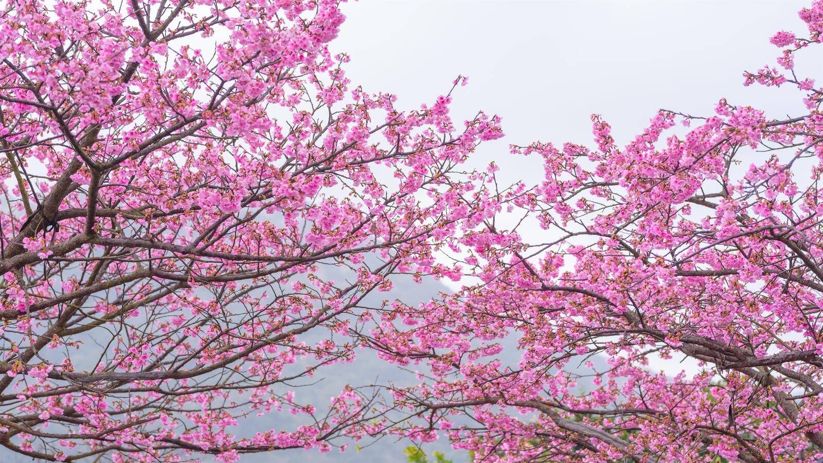 Wallpapers a Sakura tree pink petals spring on the desktop