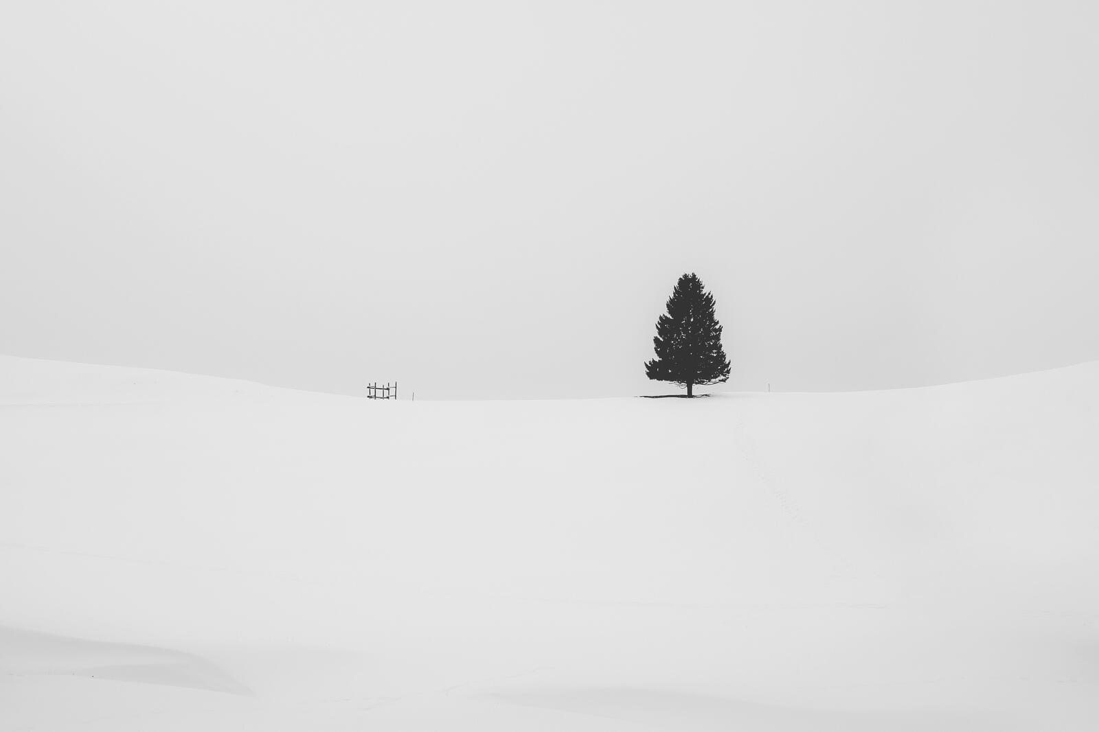 Обои Снег дерево минимализм на рабочий стол