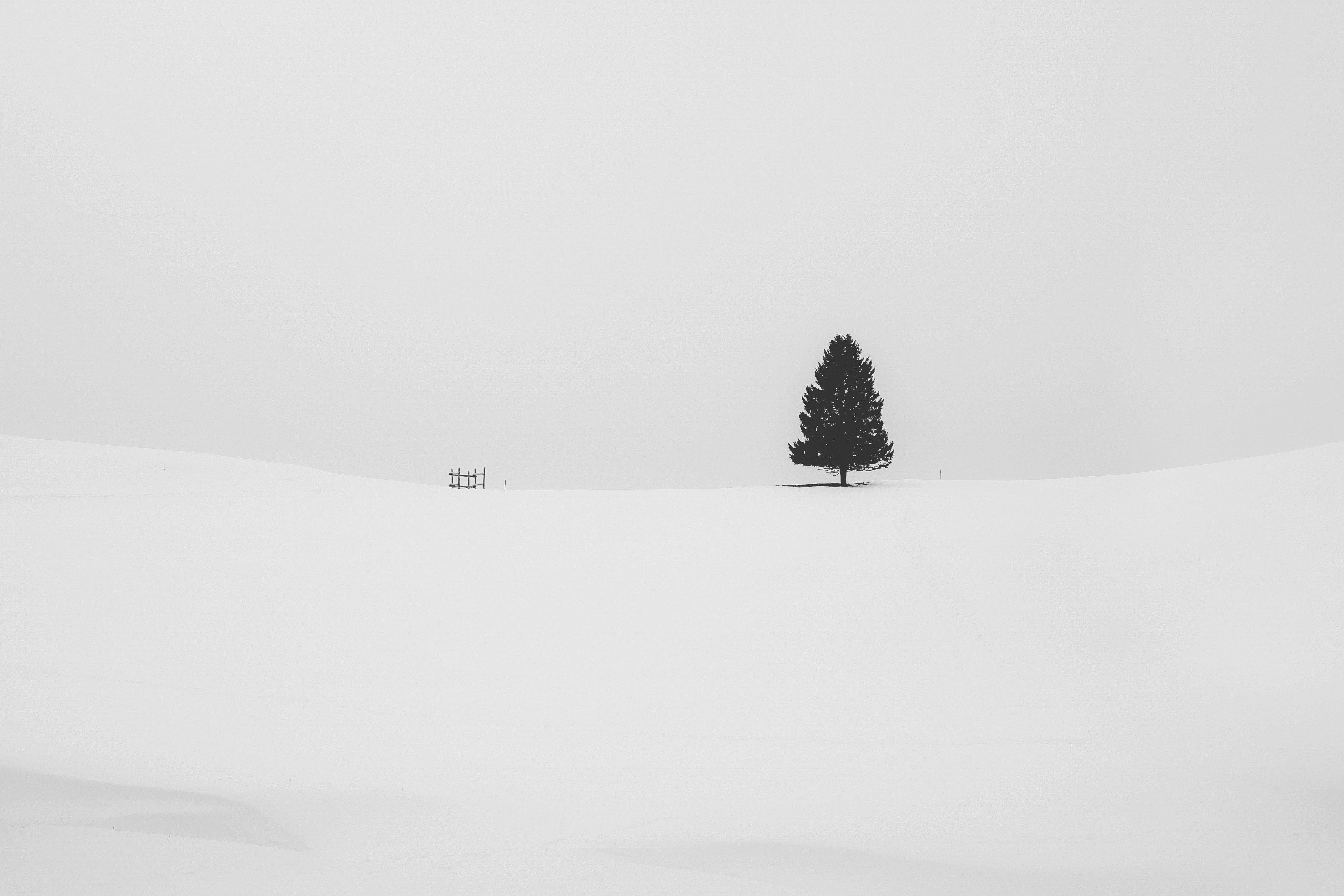 Фото бесплатно Снег, дерево, минимализм