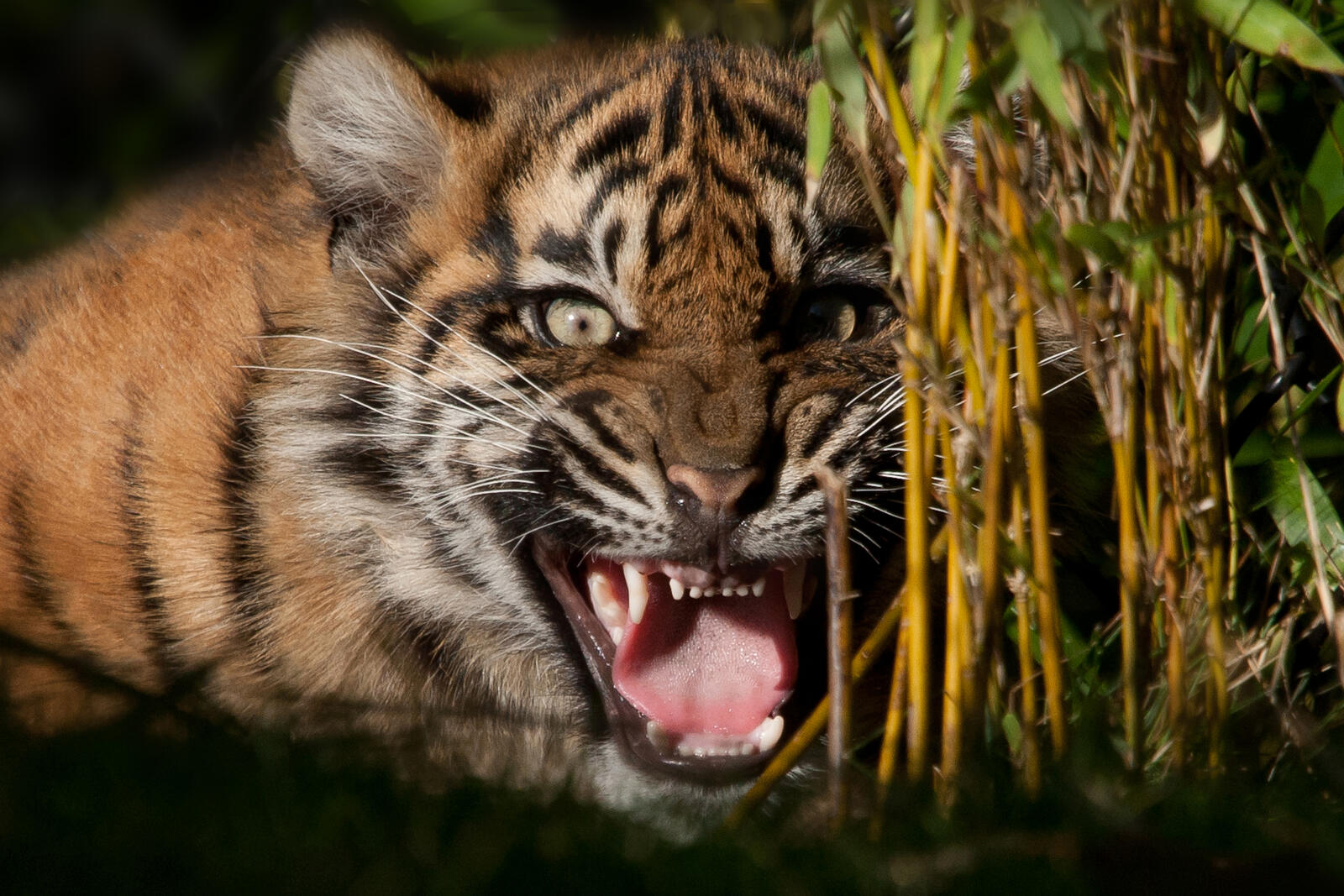 Free photo Little tiger hisses from fear