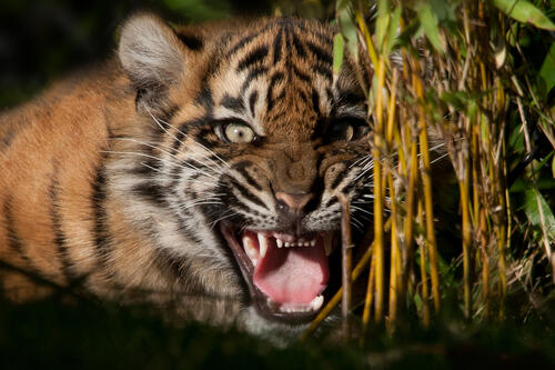 Little tiger hisses from fear