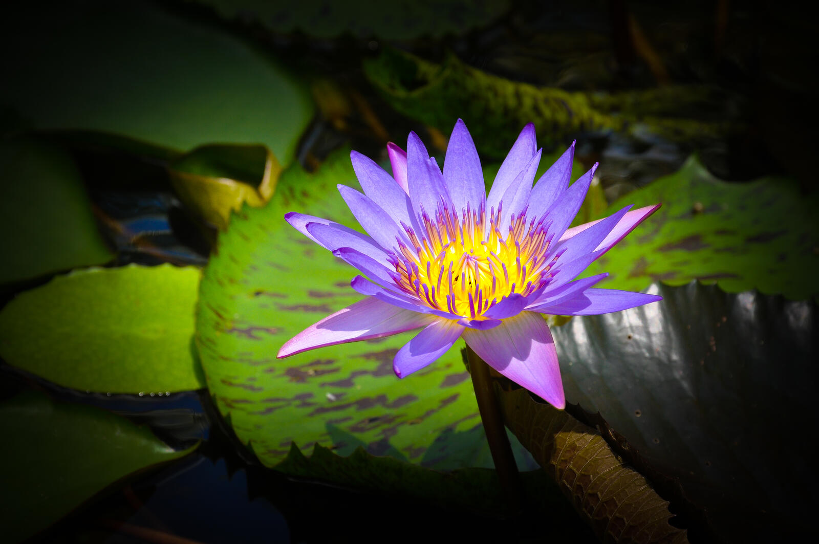 Free photo Water lily close-up