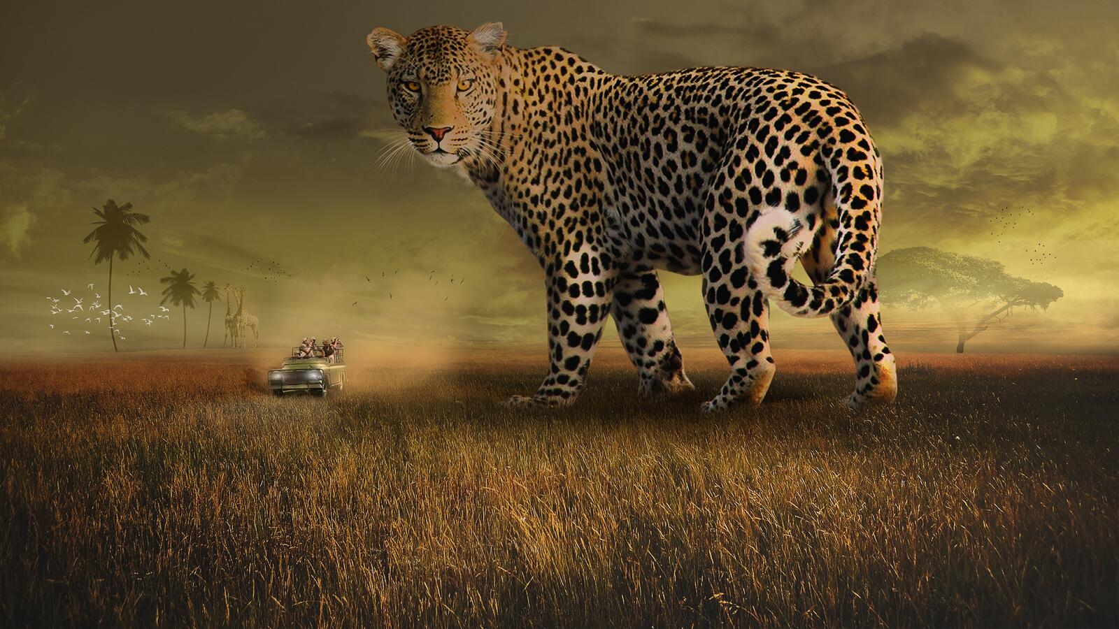Wallpapers wildlife leopard spots on the desktop