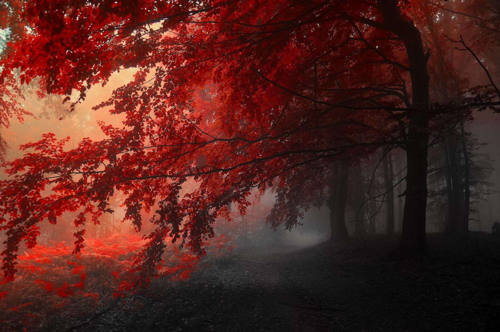 Обои красное дерево осень туман на рабочий стол