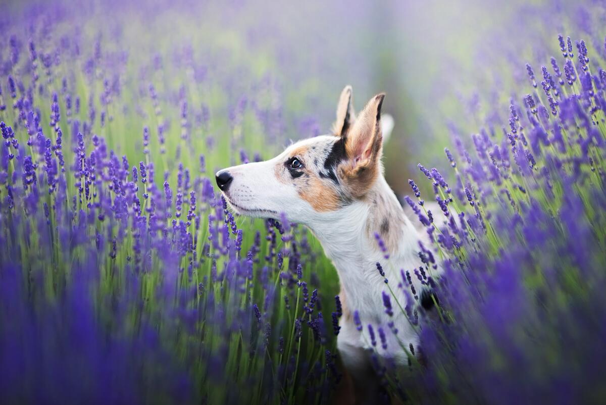 Spotted puppy in lavender