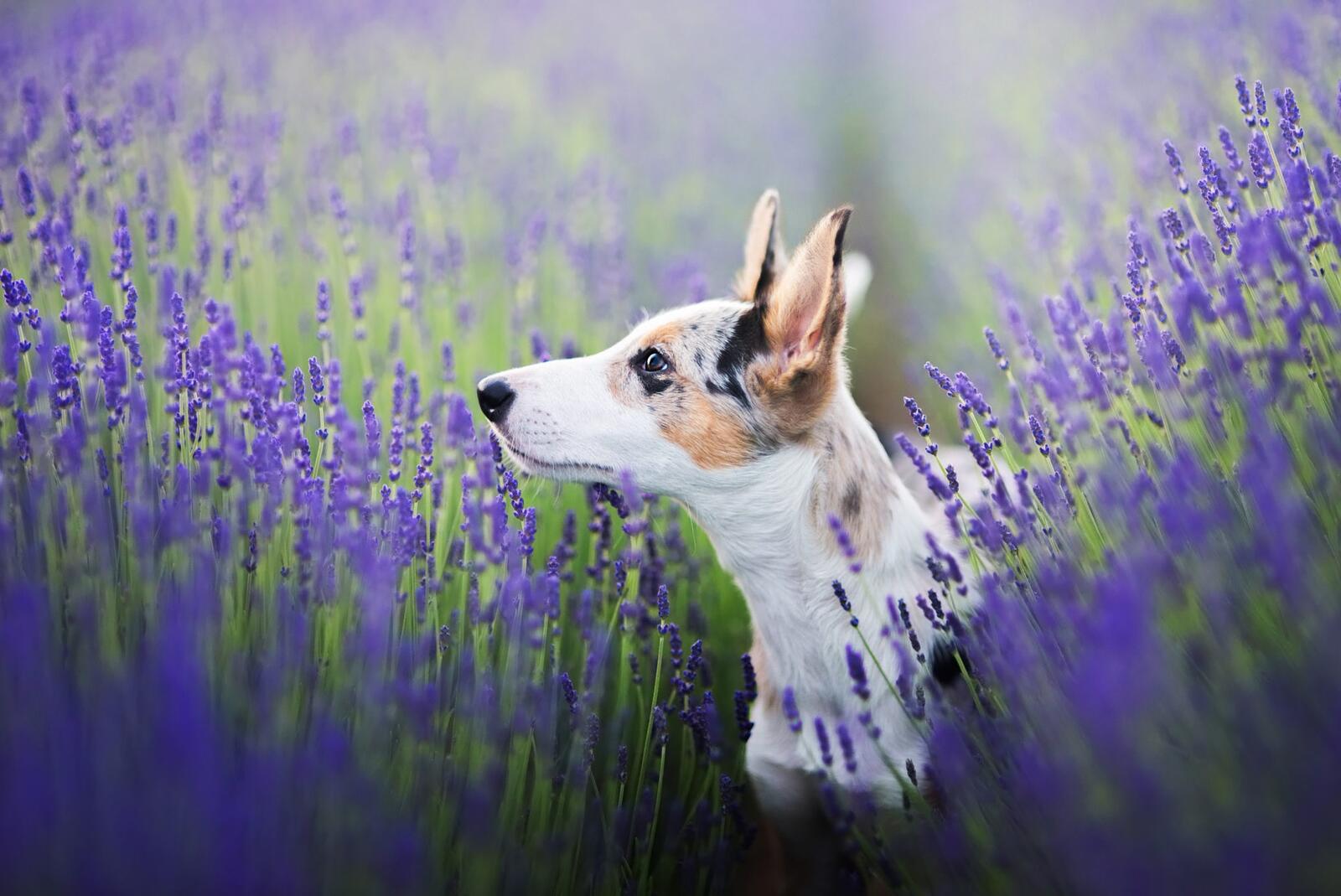 Free photo Spotted puppy in lavender