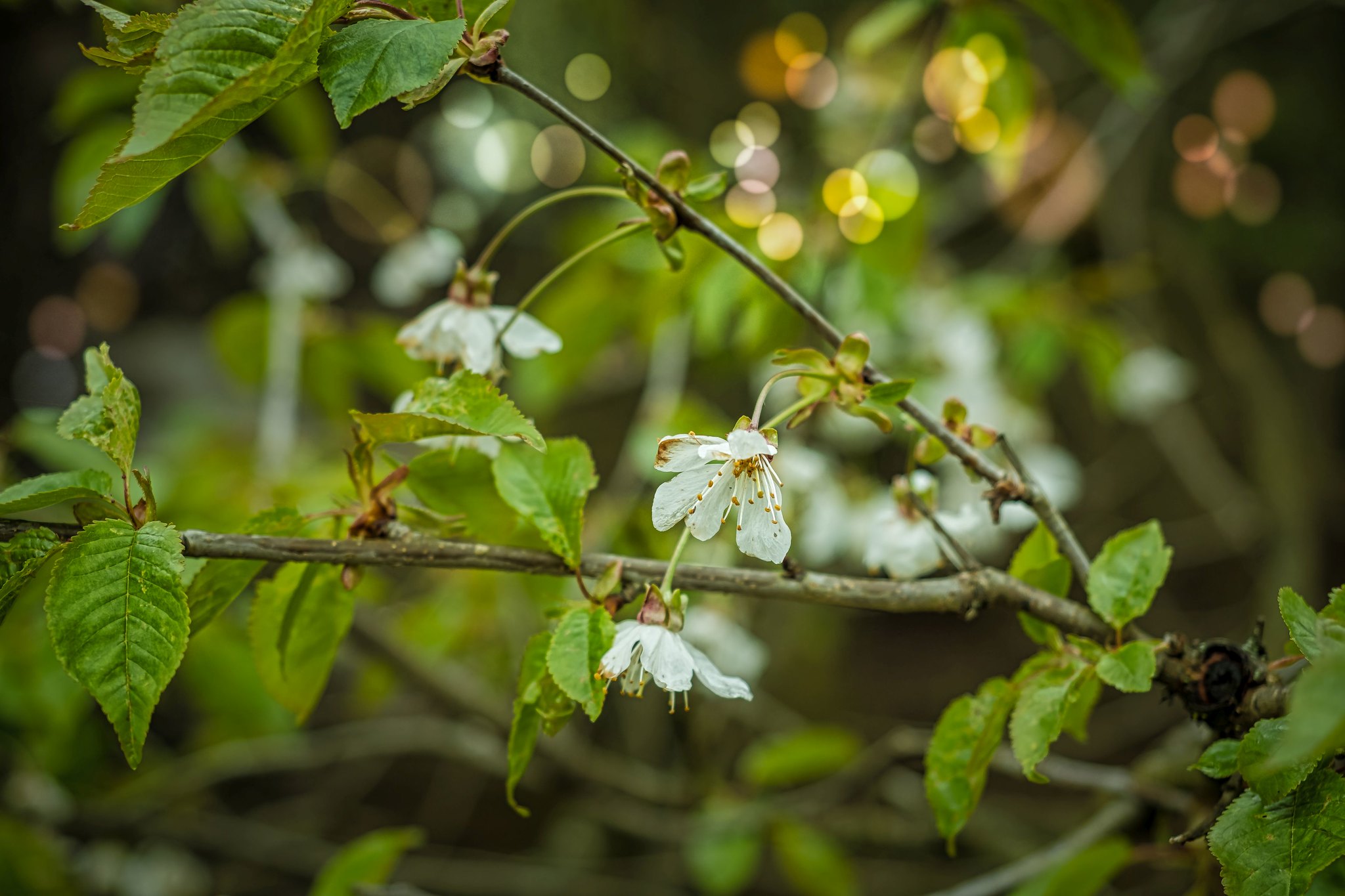 Фото бесплатно весна, цветущая ветка, листья