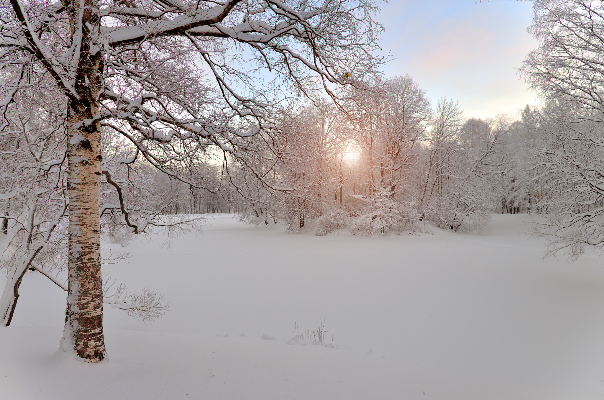Бесплатное фото Снежная природа
