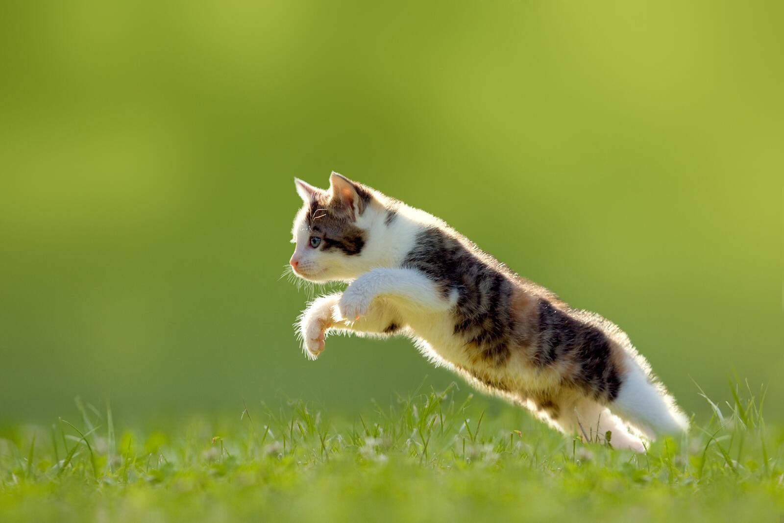 Wallpapers kitty jump lawn on the desktop