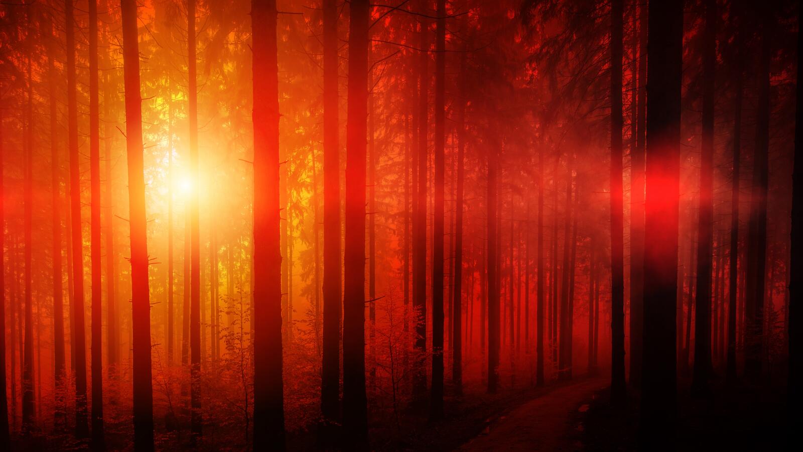 Wallpapers forest fiery sun fog on the desktop