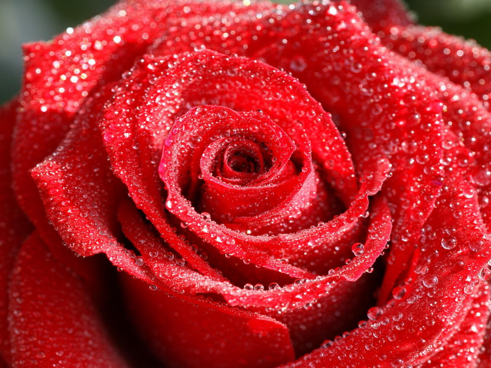 桌面上的壁纸红花瓣 红玫瑰 玫瑰