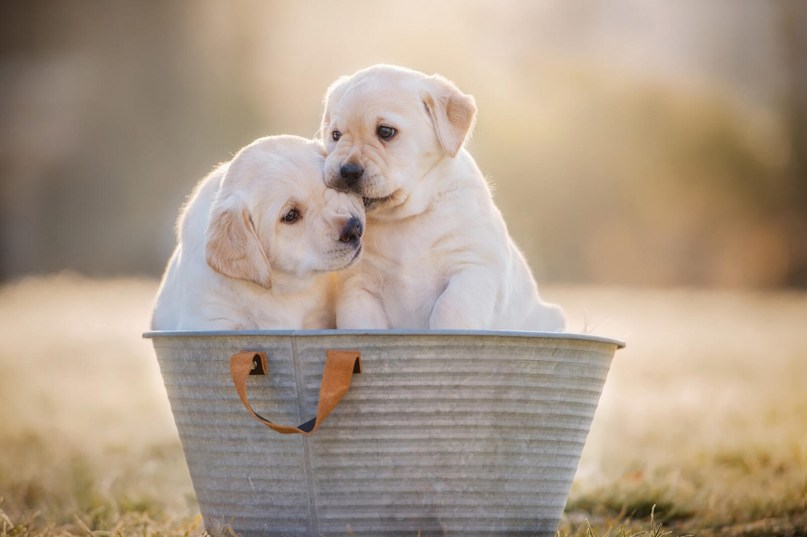 Free photo Two puppies in a basin