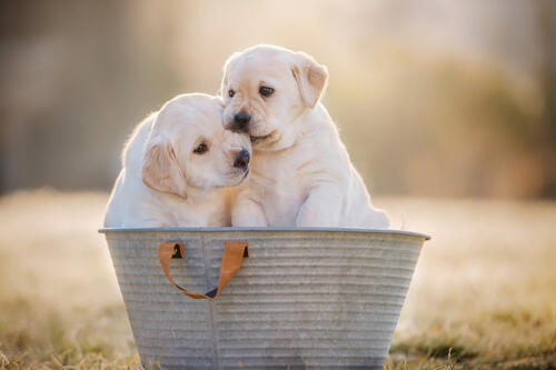Two puppies in a basin