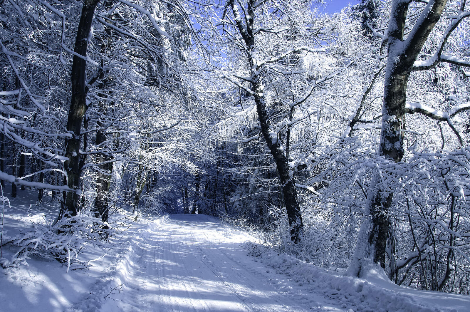 Wallpapers snow in the forest road landscapes on the desktop
