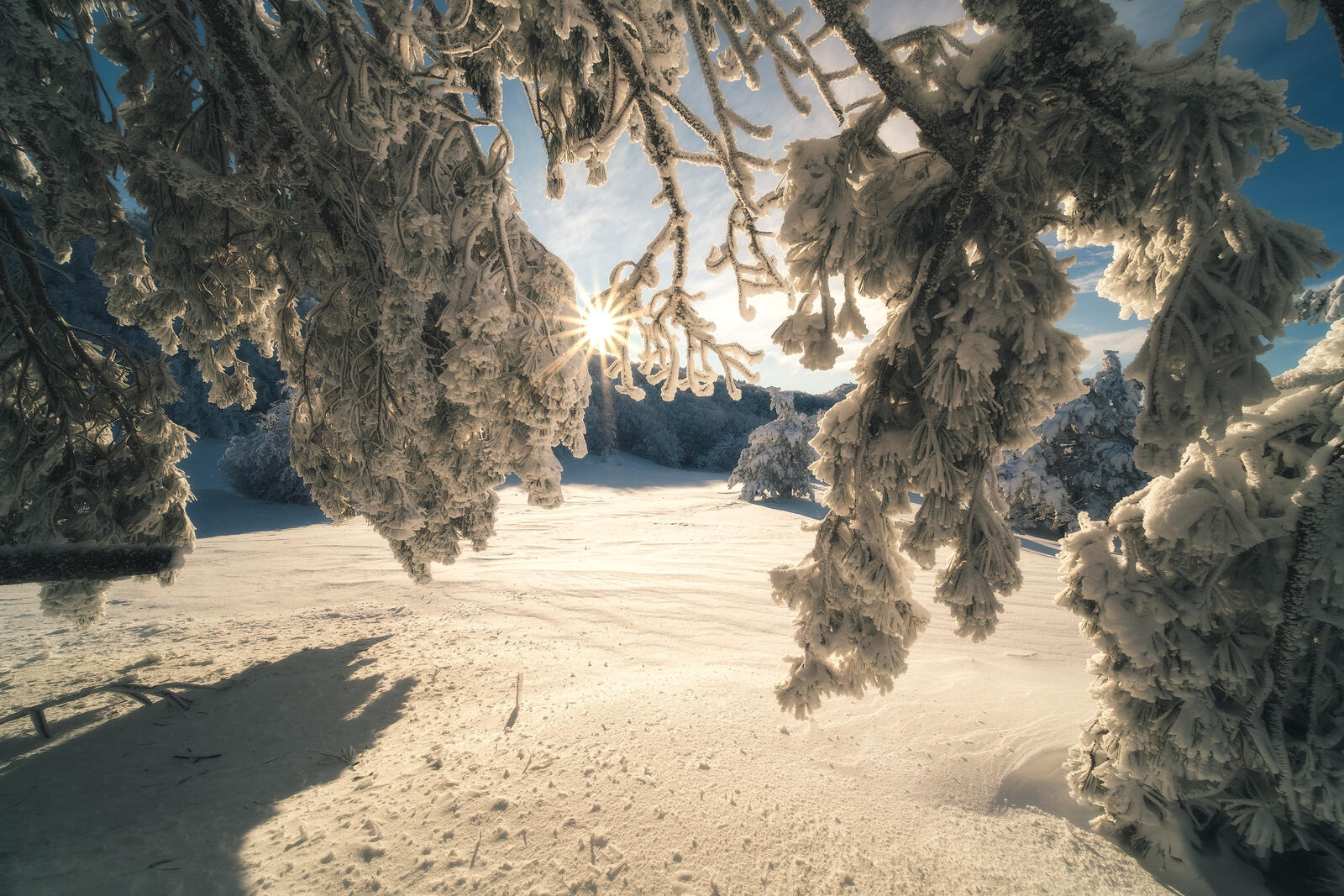 Бесплатное фото Заснеженный лес на вершине Ай-Петри