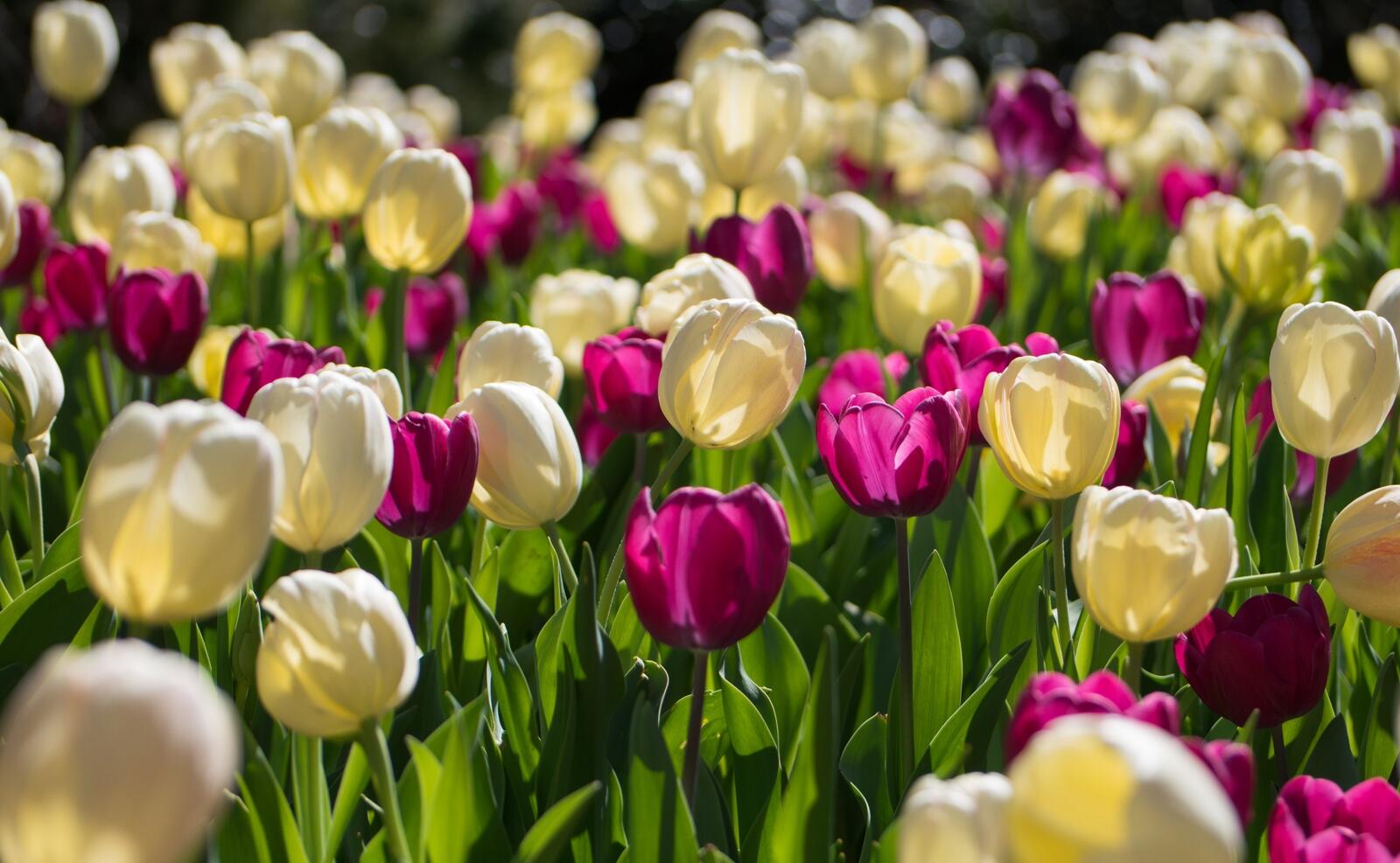 Wallpapers tulips many flowerbed on the desktop