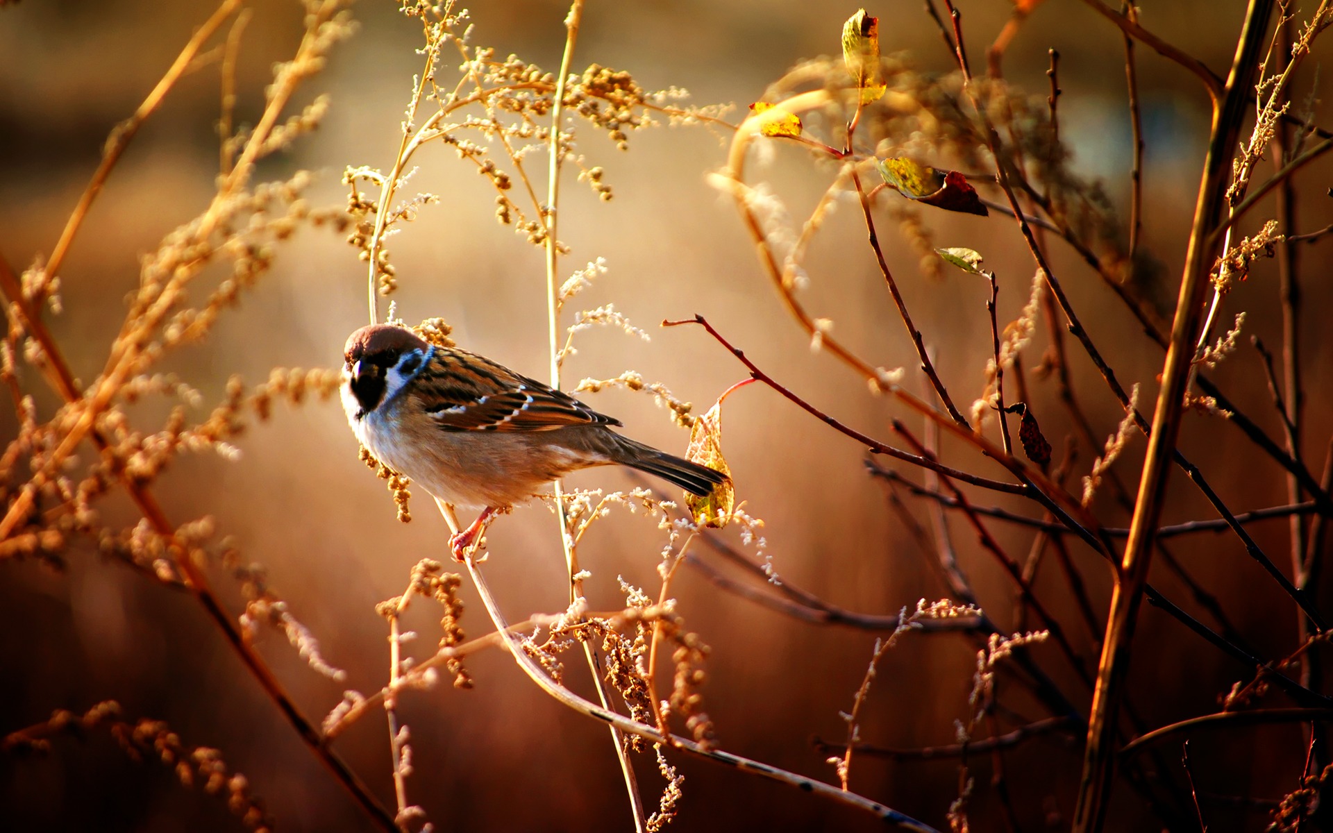 Wallpapers Sparrow on branch bird branch on the desktop