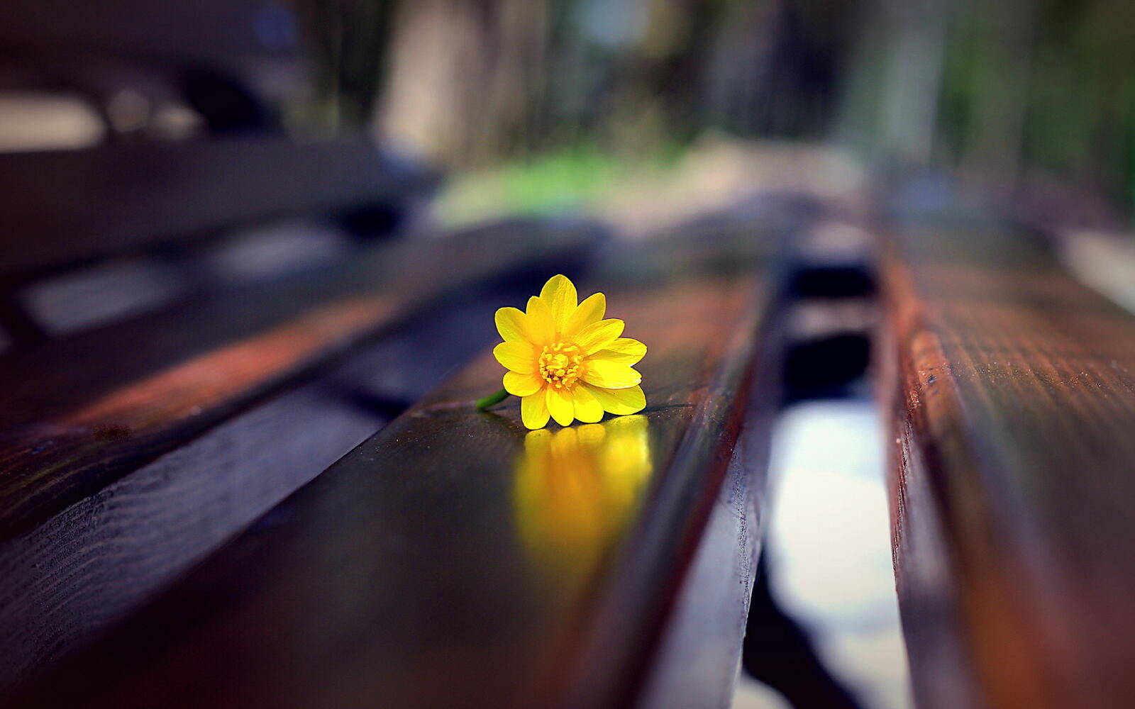 桌面上的壁纸长凳 黄花 鲜花
