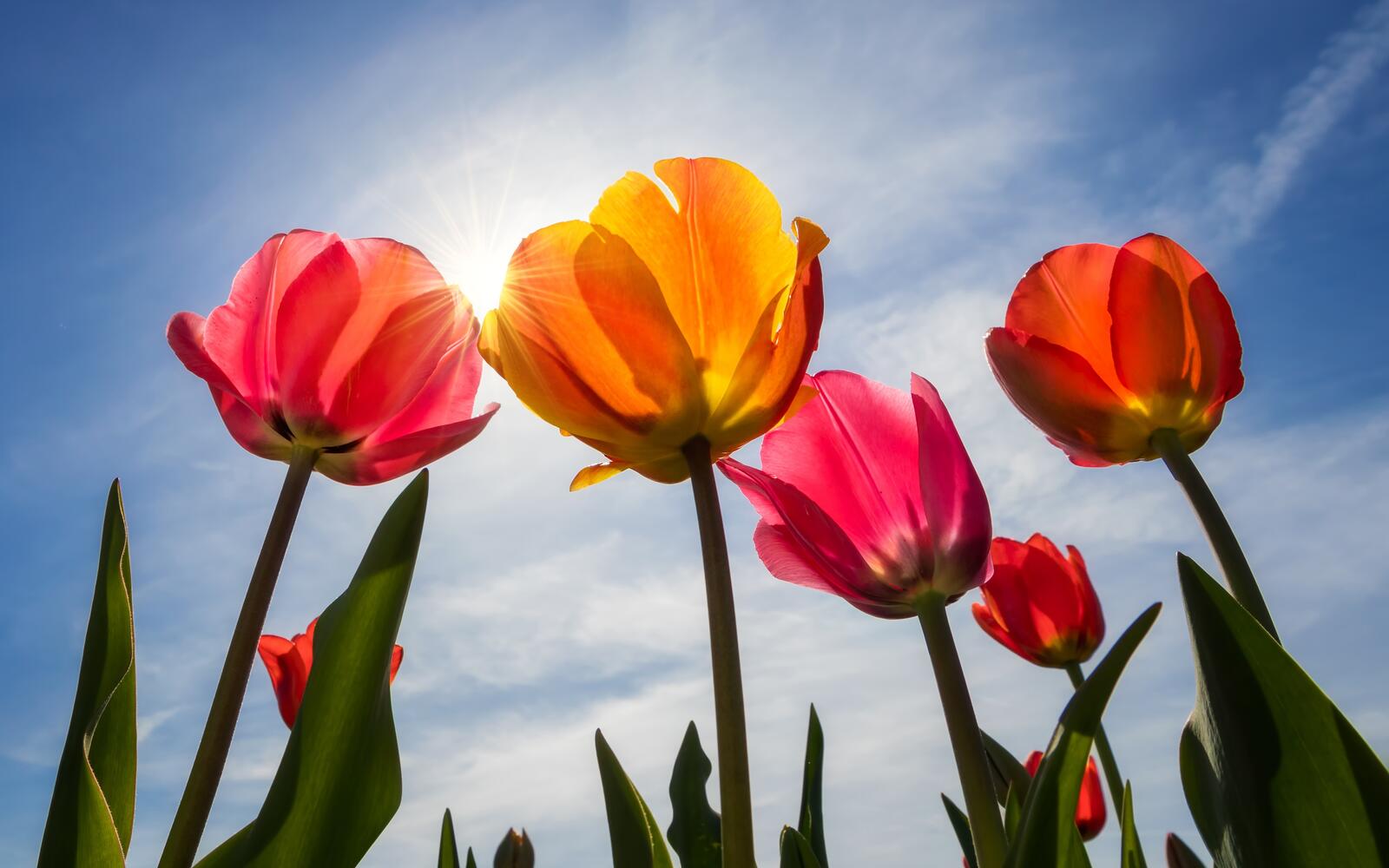 Обои красочные тюльпаны солнечный свет облака на рабочий стол