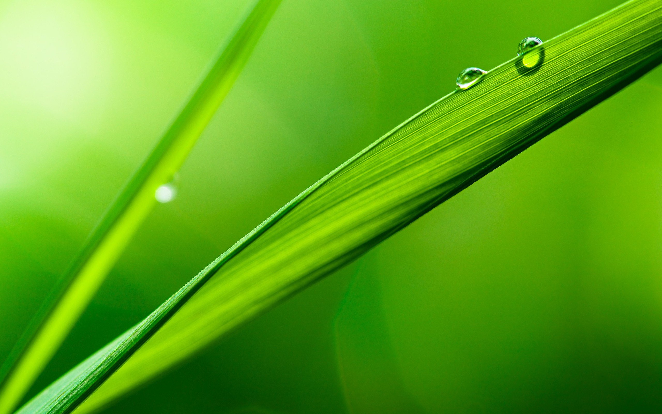 Фото бесплатно глубина съемки, капли, зеленая трава
