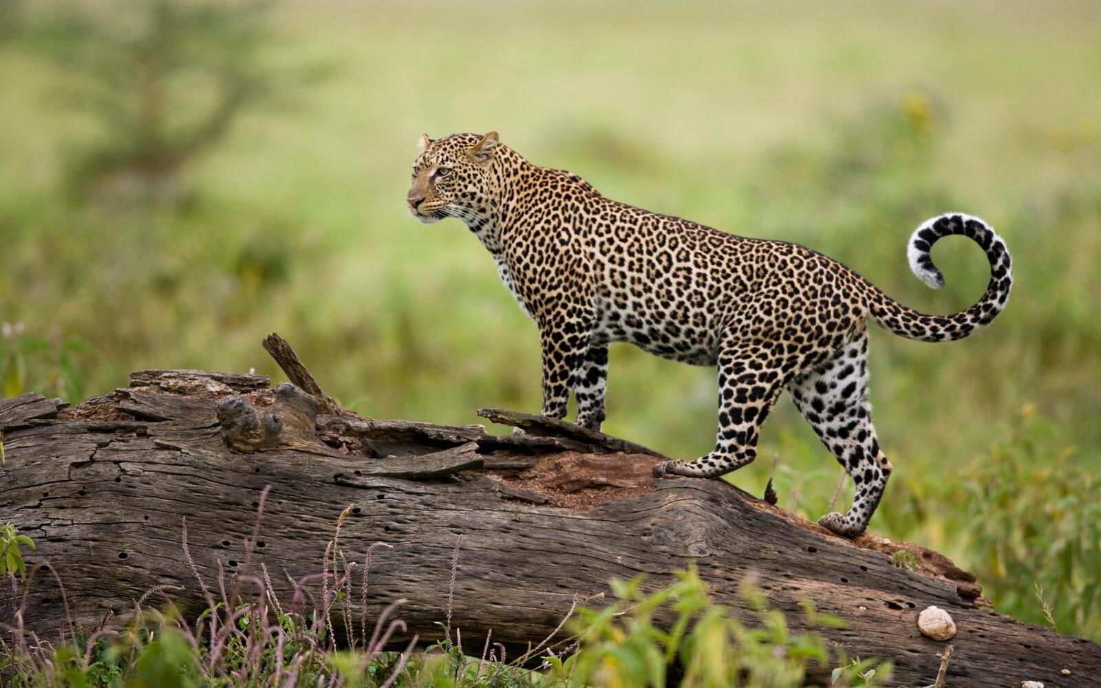 Wallpapers leopard big cat carnivore on the desktop