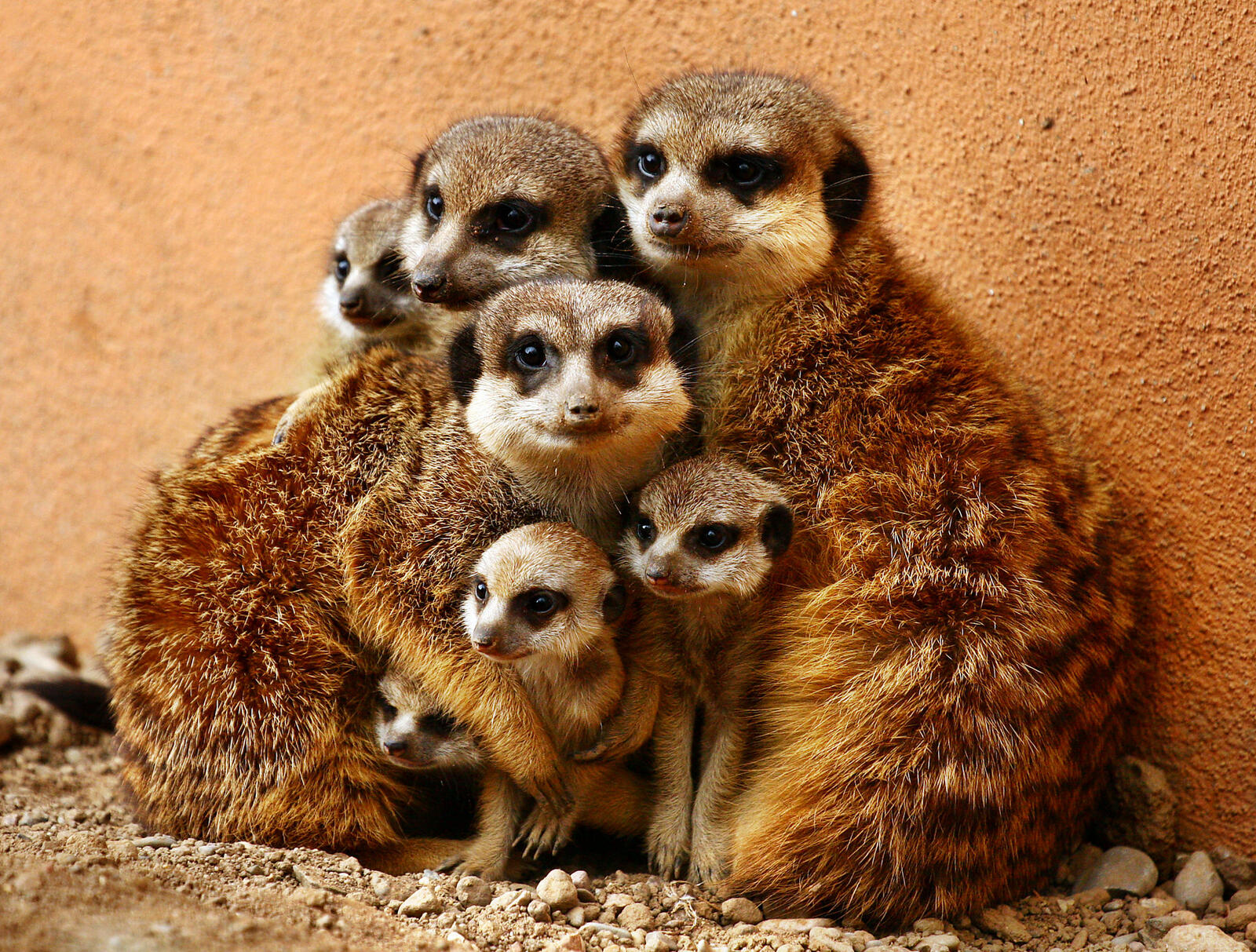 Free photo Family of meerkats