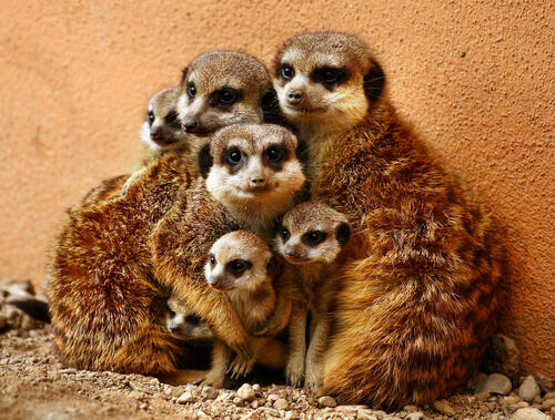Family of meerkats