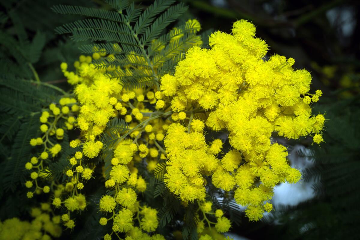 Mimosa in March