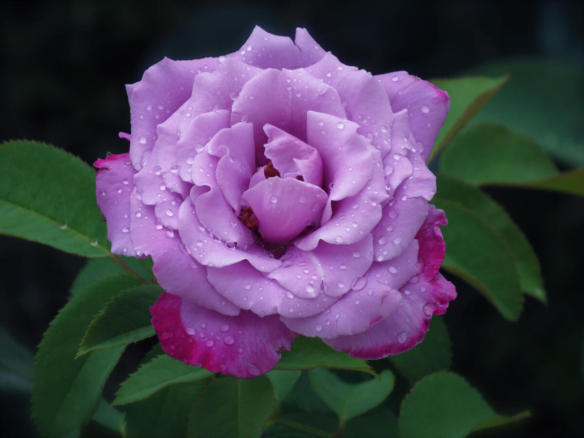 Роса и фиолетовая роза