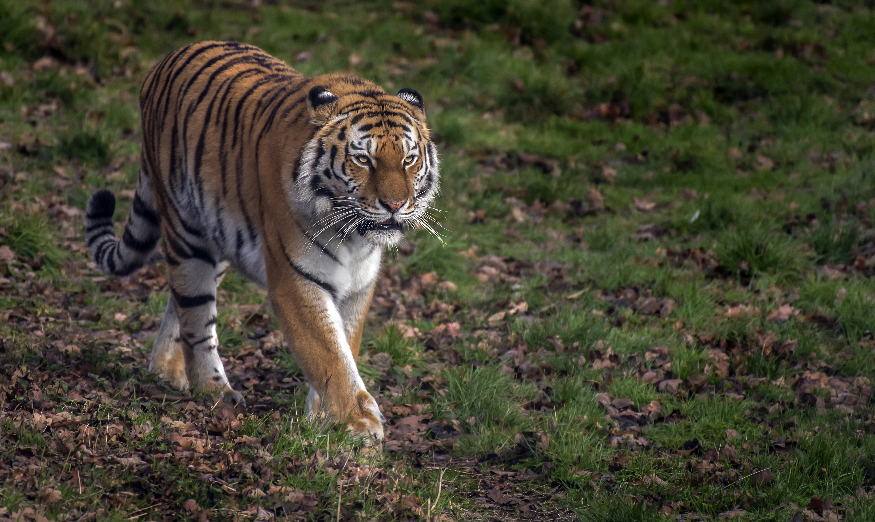 Pictures of the Amur tiger