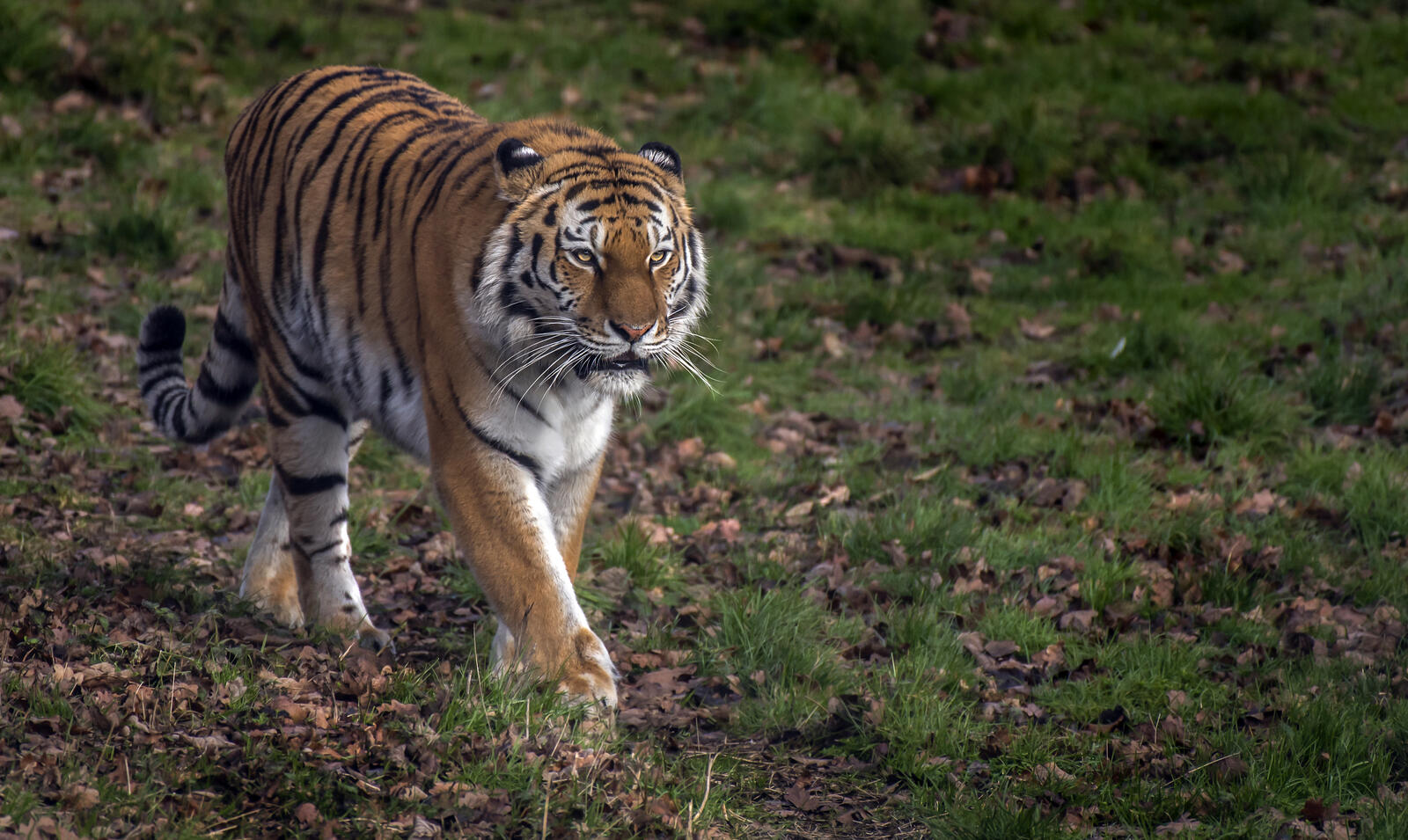 Free photo Pictures of the Amur tiger