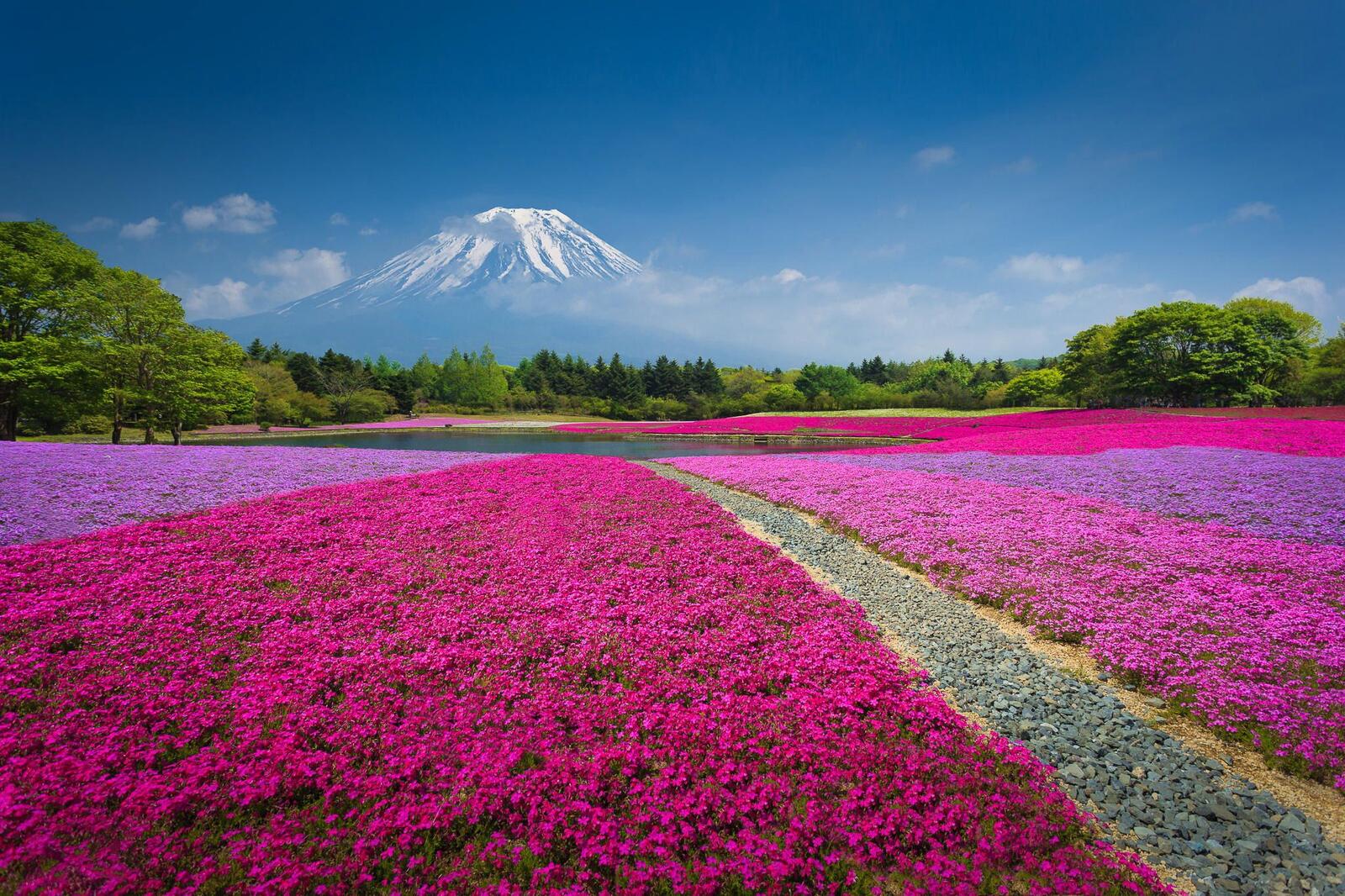 桌面上的壁纸富士 日本山中湖 富士山