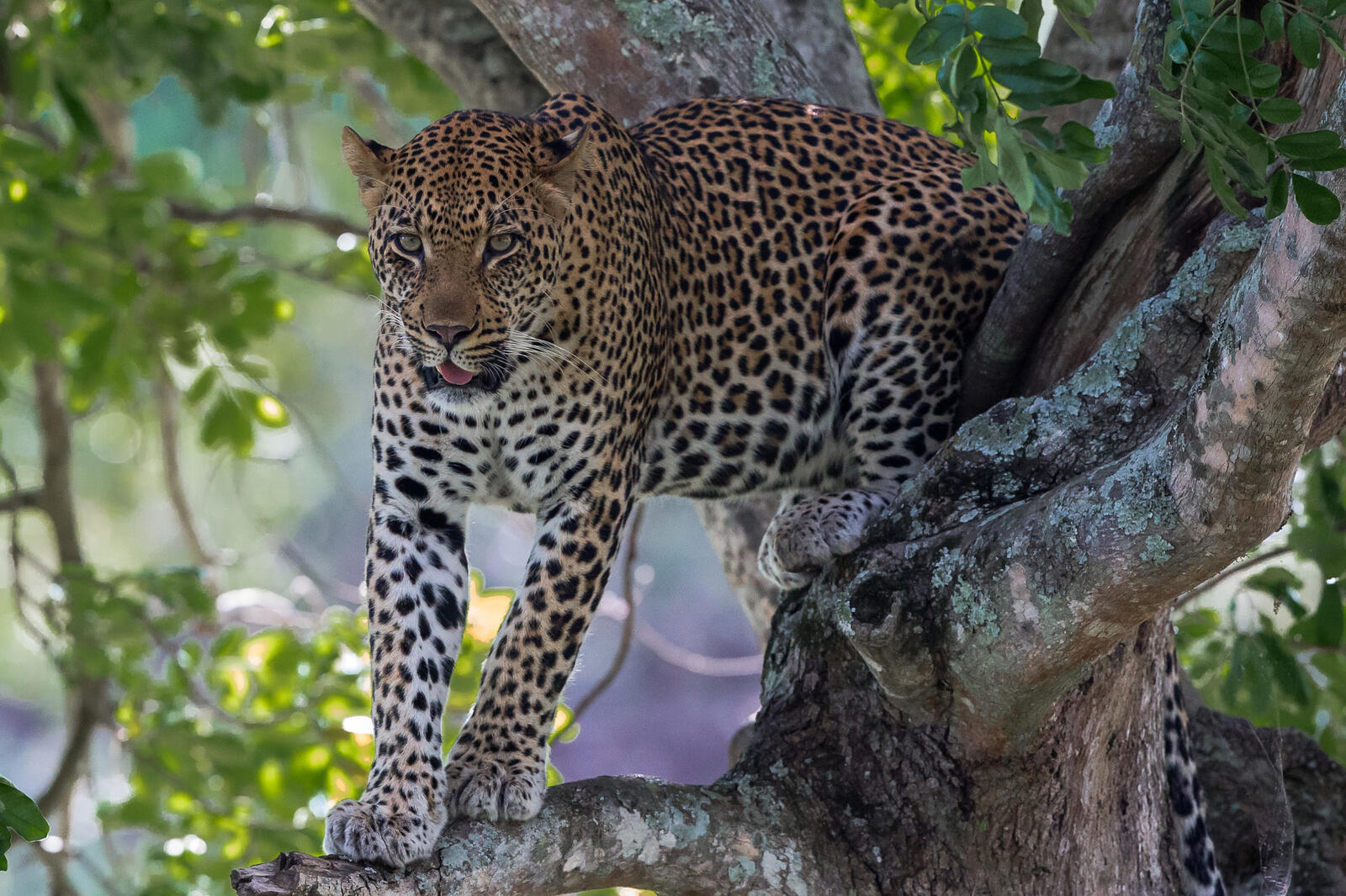 Бесплатное фото Африканский леопард