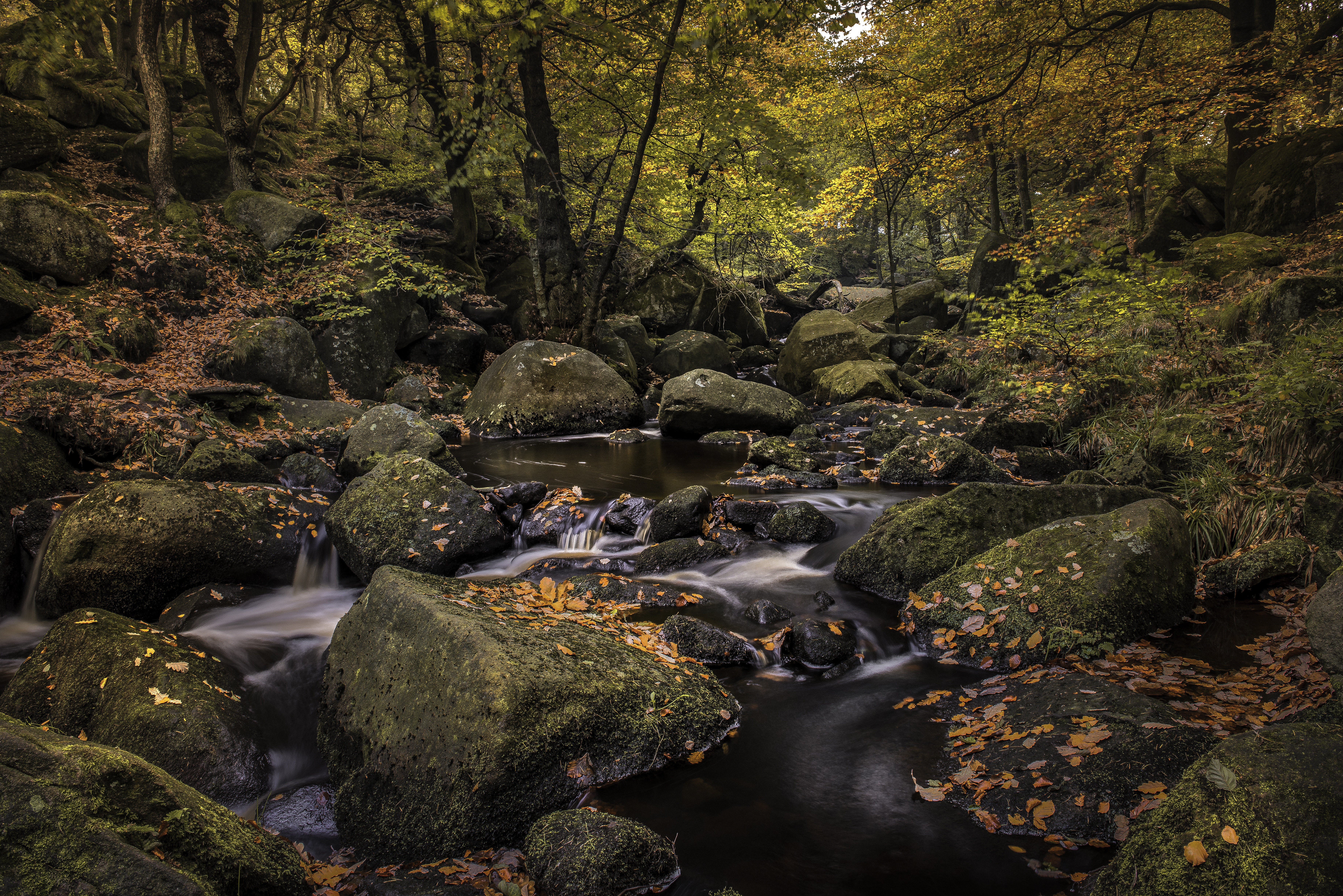 Wallpapers autumn leaves stones forest on the desktop