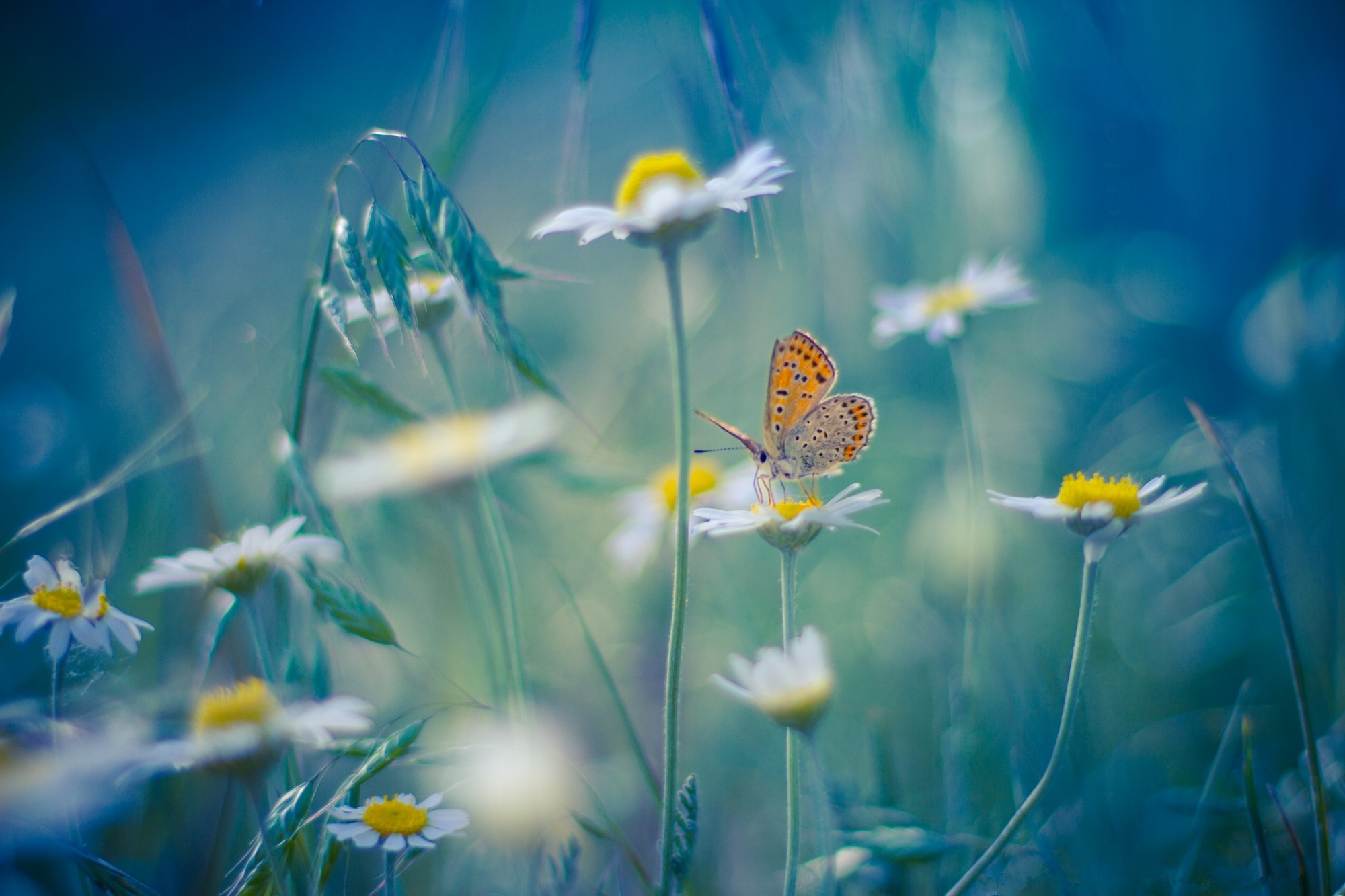 Wallpapers butterfly daisies field on the desktop