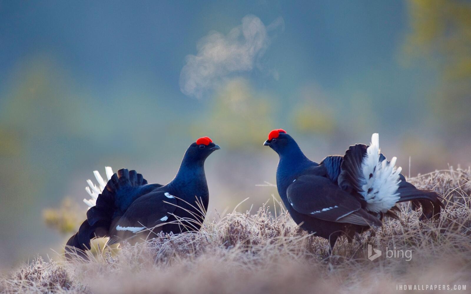 Wallpapers black grouse two birds grass on the desktop