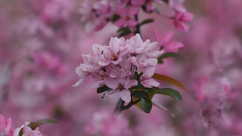 цветущая ветка sakura Cherry Blossoms