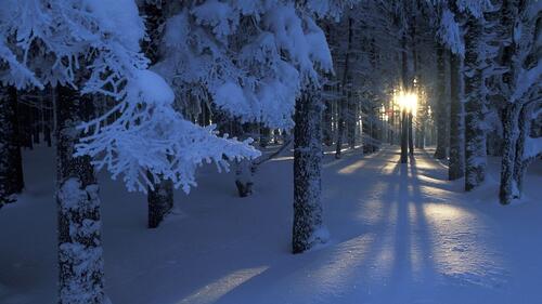 Закат в зимнем хвойном лесу