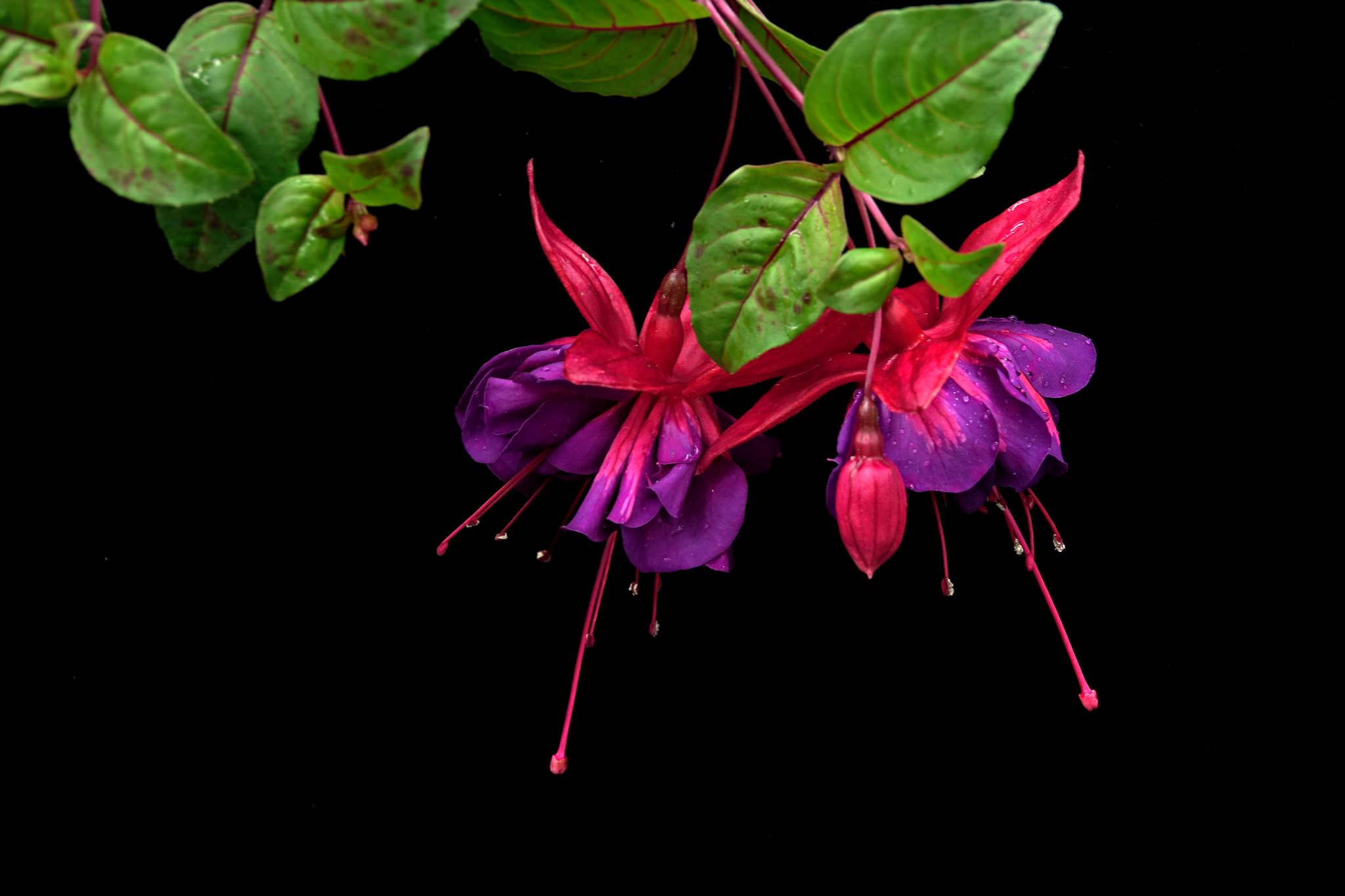 Обои растение Fuchsia gracilis изящная на рабочий стол