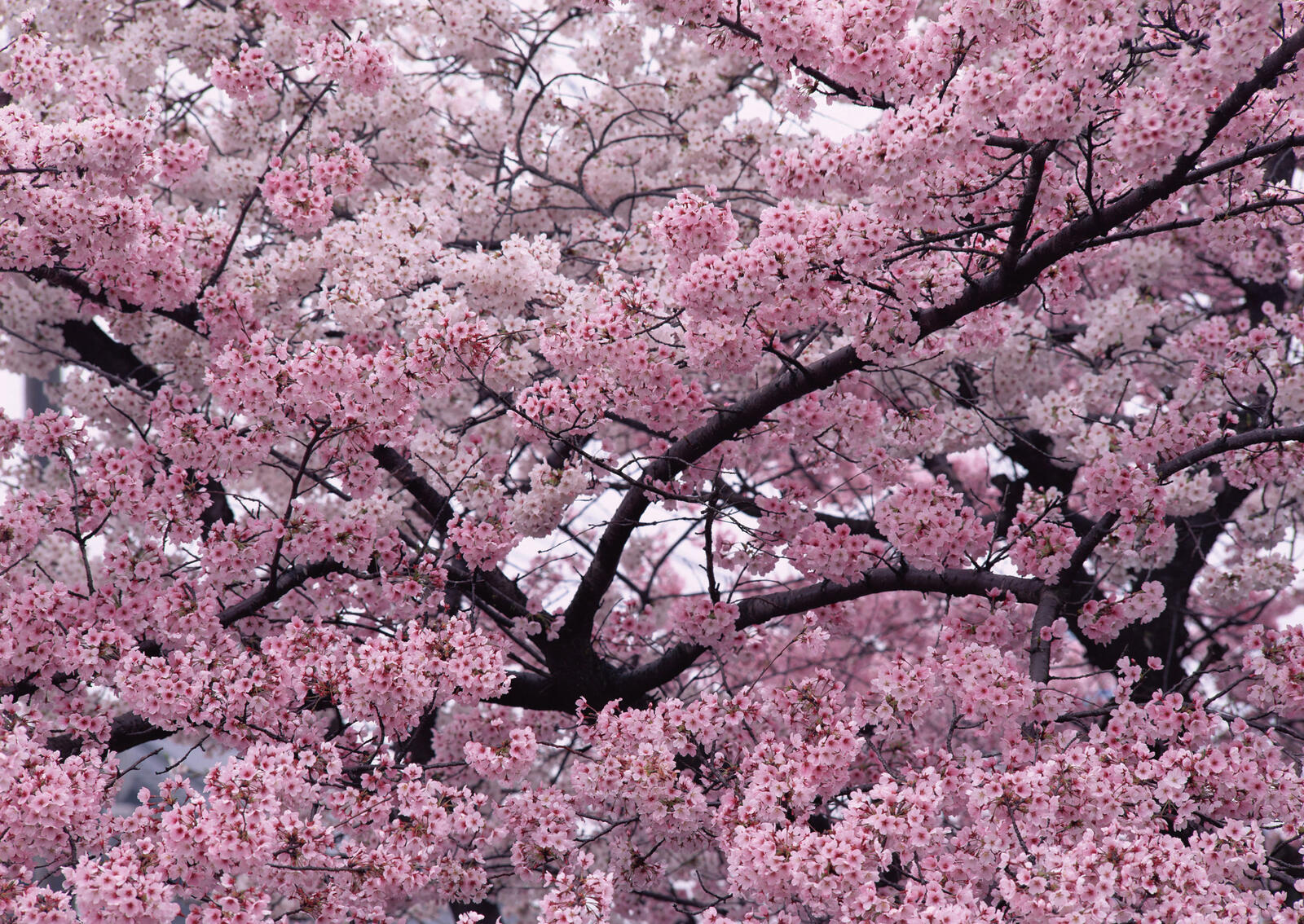 Wallpapers nature spring tree on the desktop