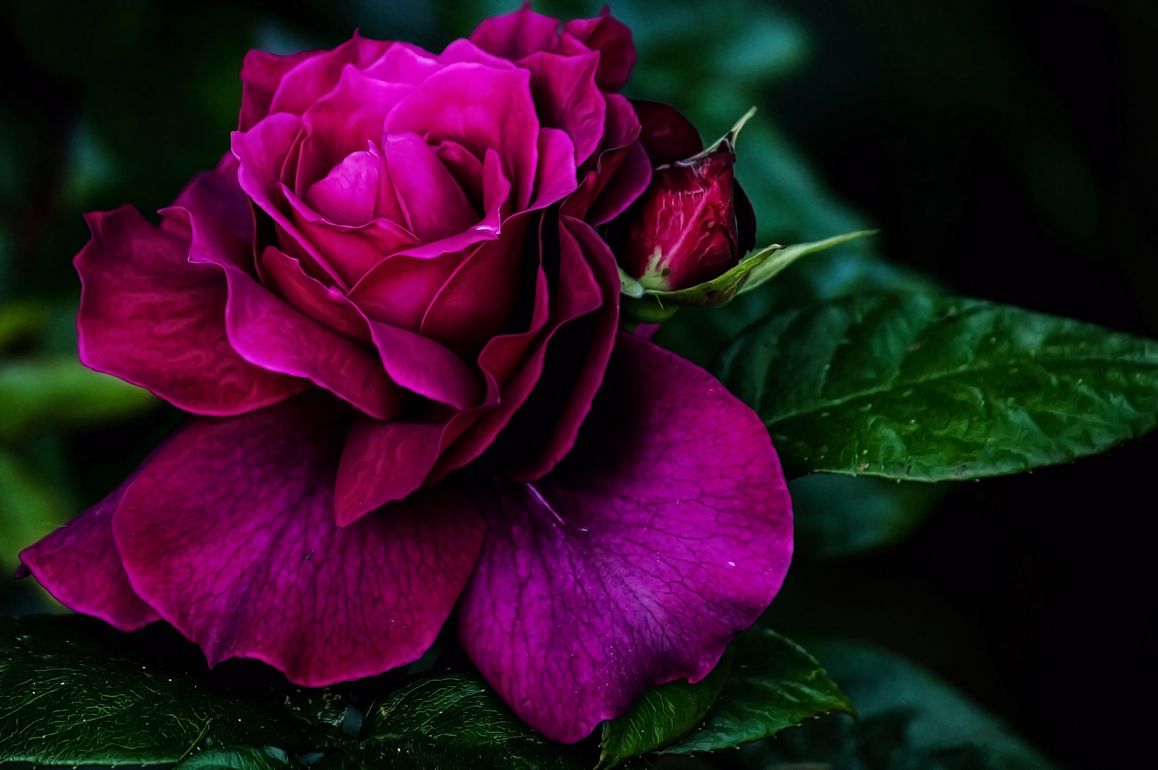 Фото бесплатно зеленые листья, розы, розовая роза