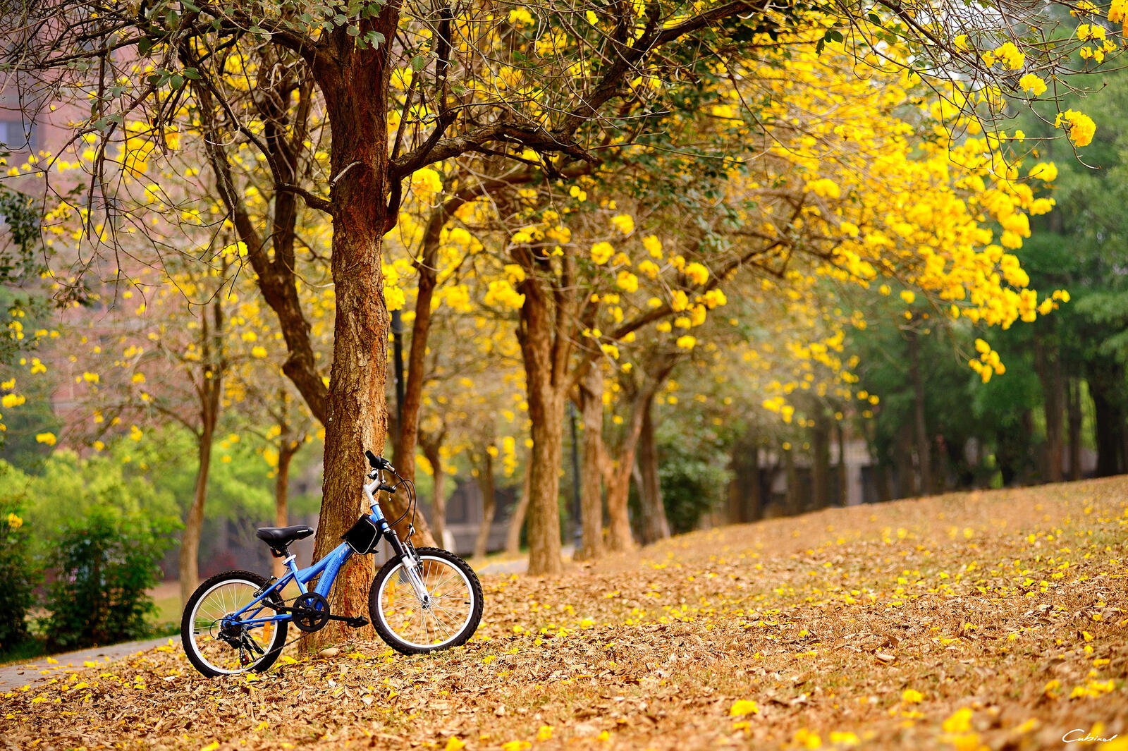Wallpapers autumn Bicycle bokeh on the desktop