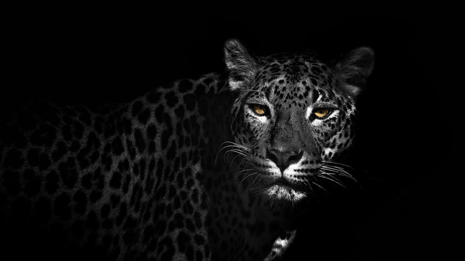 Wallpapers the old leopard look eyes on the desktop