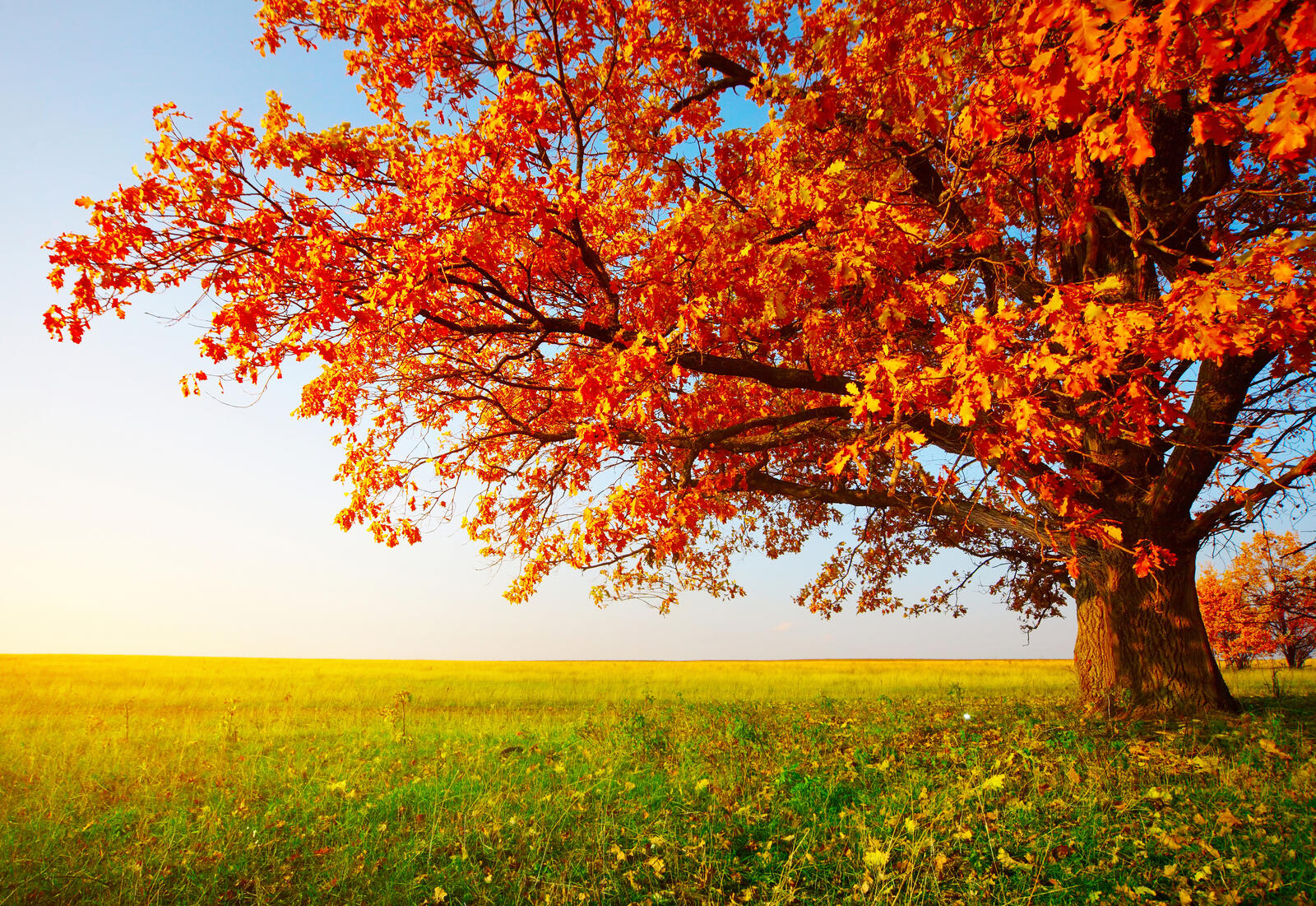 Обои осень поле осеннее дерево на рабочий стол